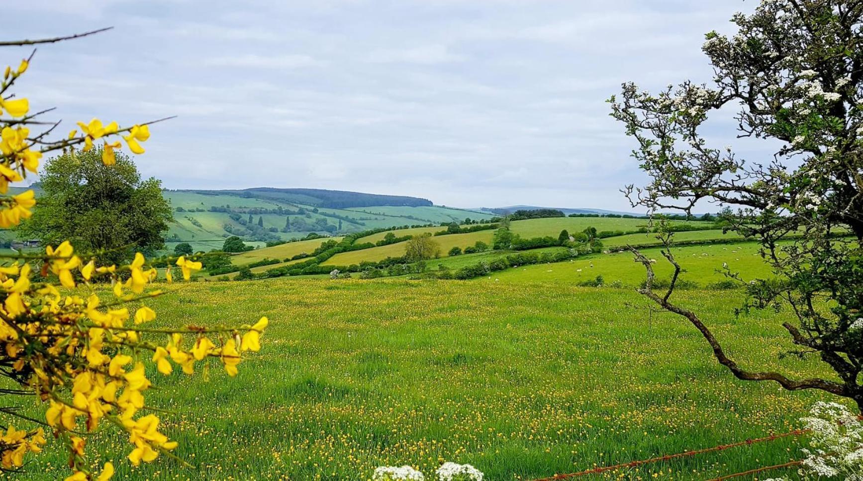 Foxglove Accommodation Craven Arms Exteriör bild