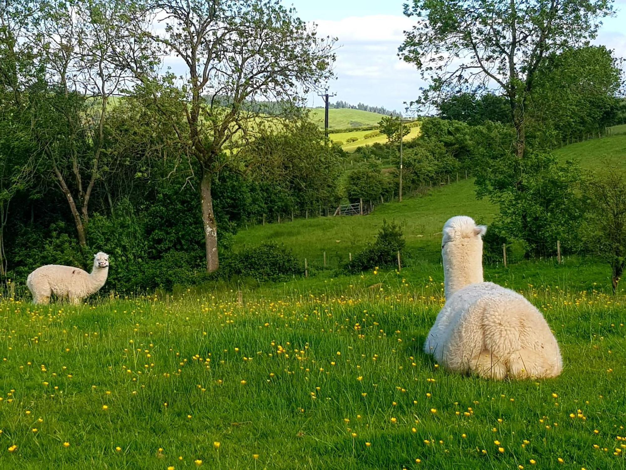 Foxglove Accommodation Craven Arms Exteriör bild